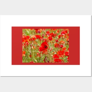 Field of poppys Posters and Art